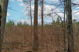 Land for sale near Lake Nokomis in Oneida County, WI