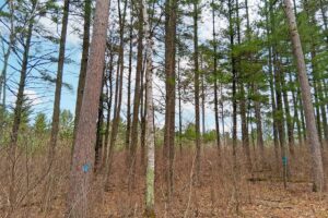 Land for sale near Lake Nokomis in Oneida County, WI