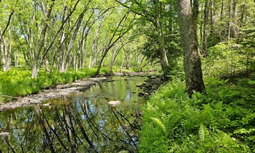 Northern WI land for sale on the Somo River