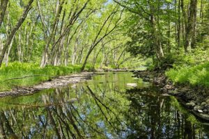 Wooded Acreage for sale along the Somo River near Tomahawk, WI