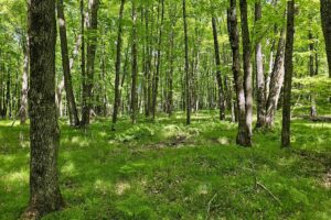 Somo River waterfront land for sale near Tomahawk & Tripoli, WI