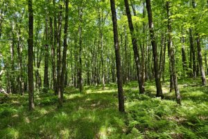 Somo River waterfront land for sale near Tomahawk & Tripoli, WI