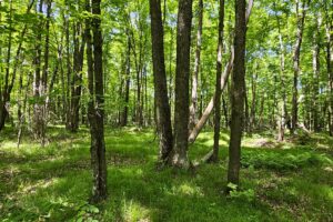 Wooded Acreage for sale along the Somo River near Tomahawk, WI