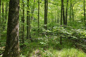 Wooded Acreage for sale along the Somo River near Tomahawk, WI