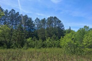 Wooded Acreage for sale along the Somo River near Tomahawk, WI