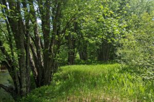 Wooded Acreage for sale along the Somo River near Tomahawk, WI