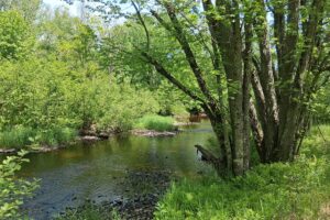 Wooded Acreage for sale along the Somo River near Tomahawk, WI