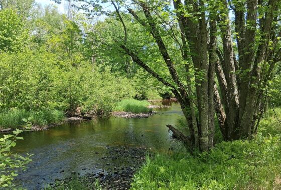 10 Acres Waterfront Land For Sale in Lincoln County